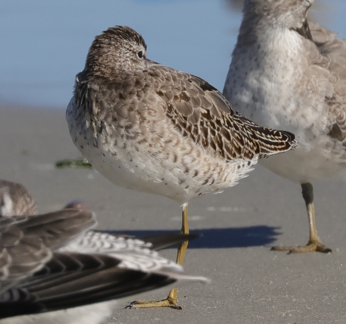 Short-billed Dowitcher - ML642939245