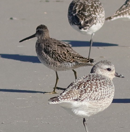 Short-billed Dowitcher - ML642939247