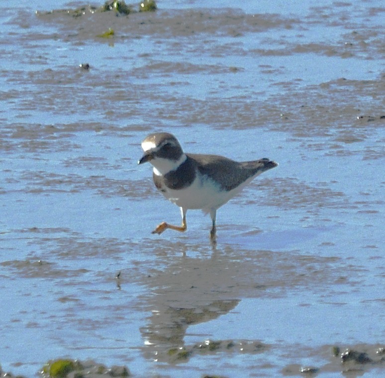Semipalmated Plover - ML642939252