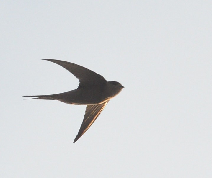 African Palm Swift - ML642939311
