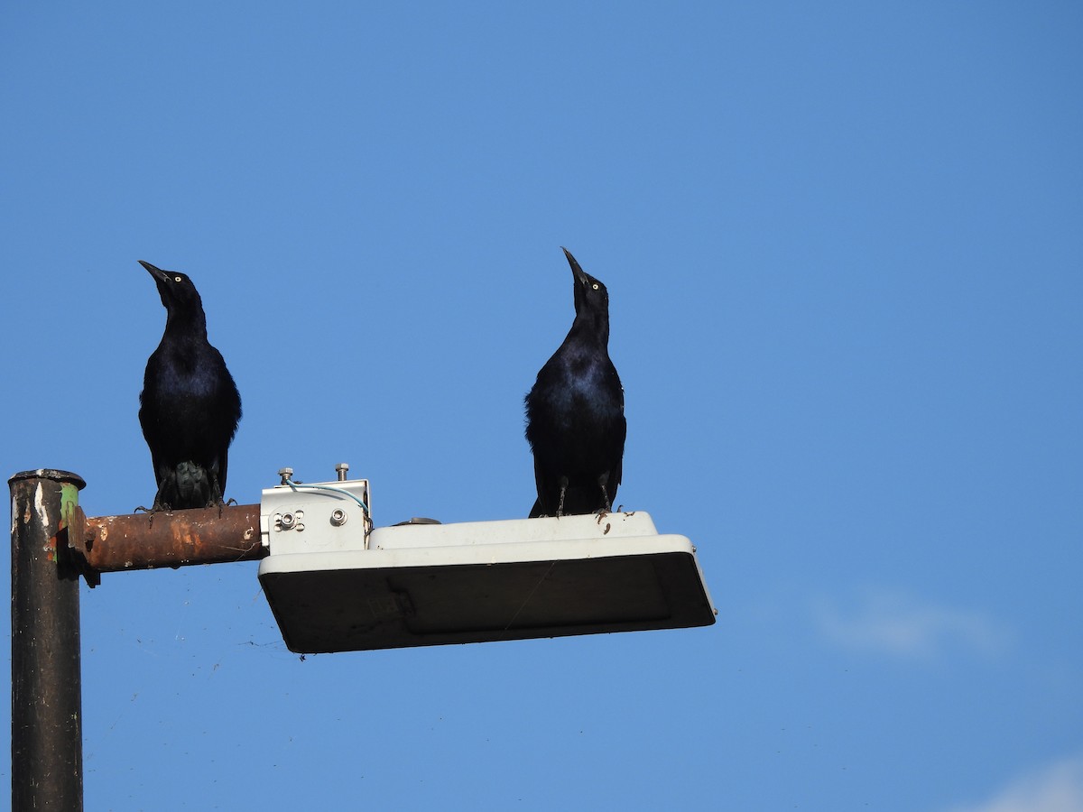 Great-tailed Grackle - ML642939316