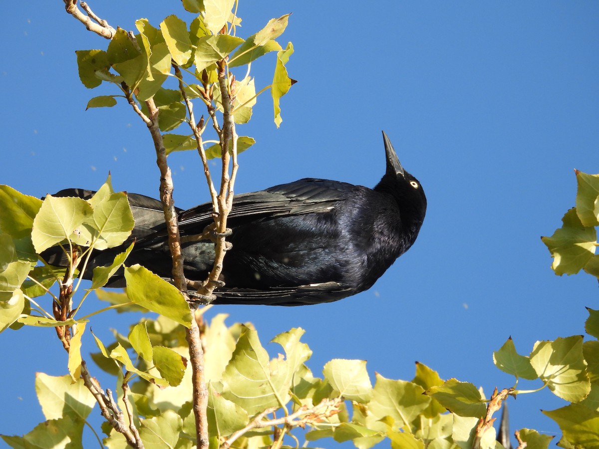 Great-tailed Grackle - ML642939317