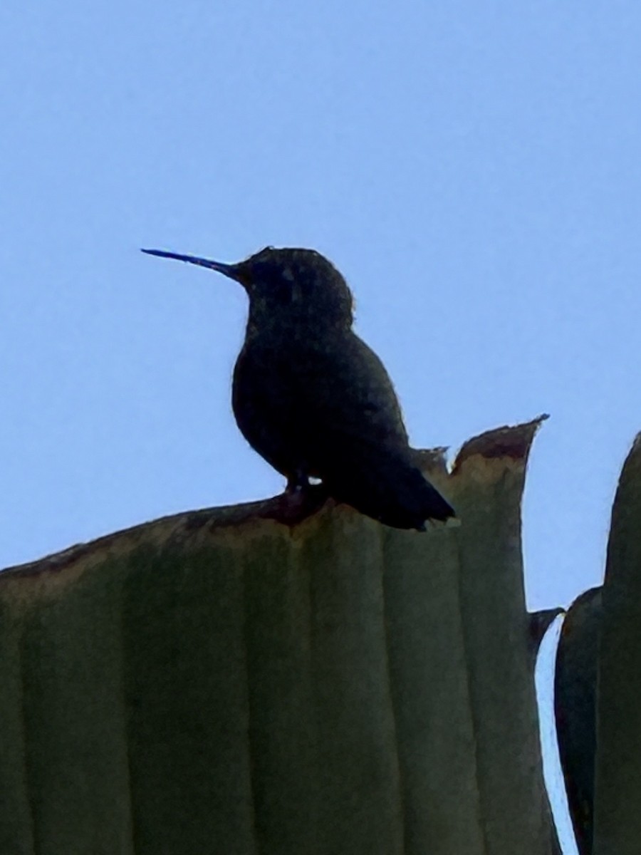 Allen's Hummingbird - ML642939323