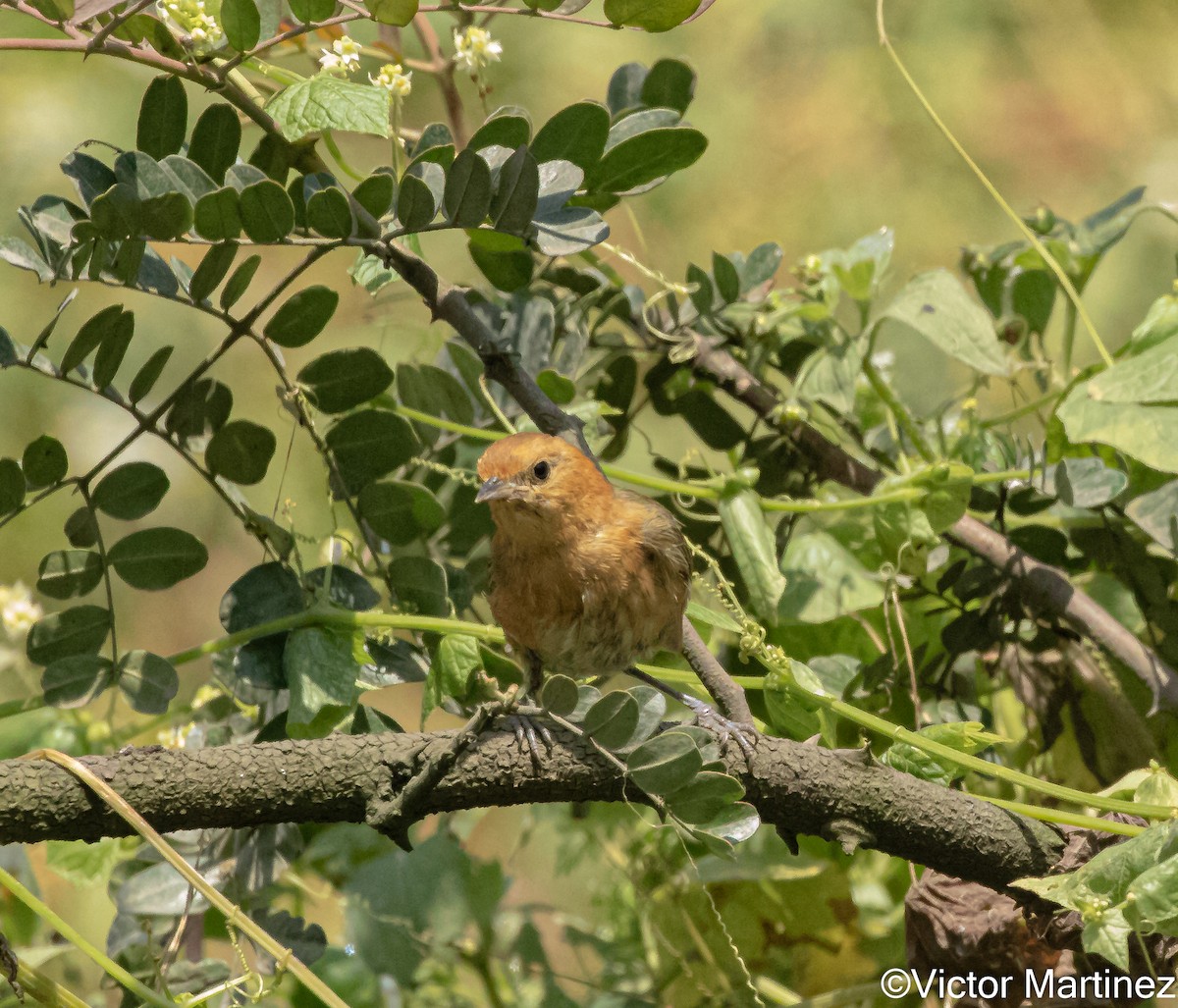Rufous-chested Tanager - ML642939324