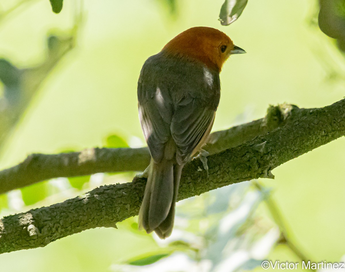 Rufous-chested Tanager - ML642939325