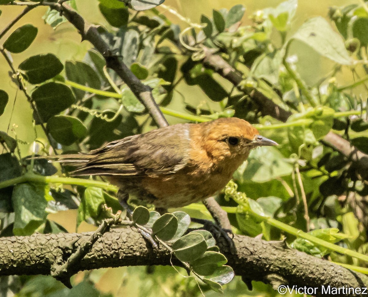 Rufous-chested Tanager - ML642939326