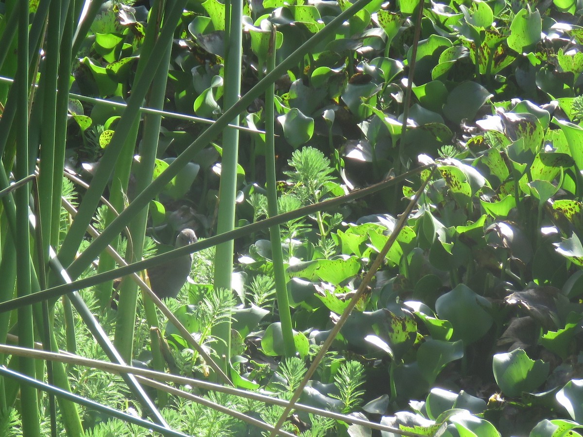 Bogota Rail - ML642939327