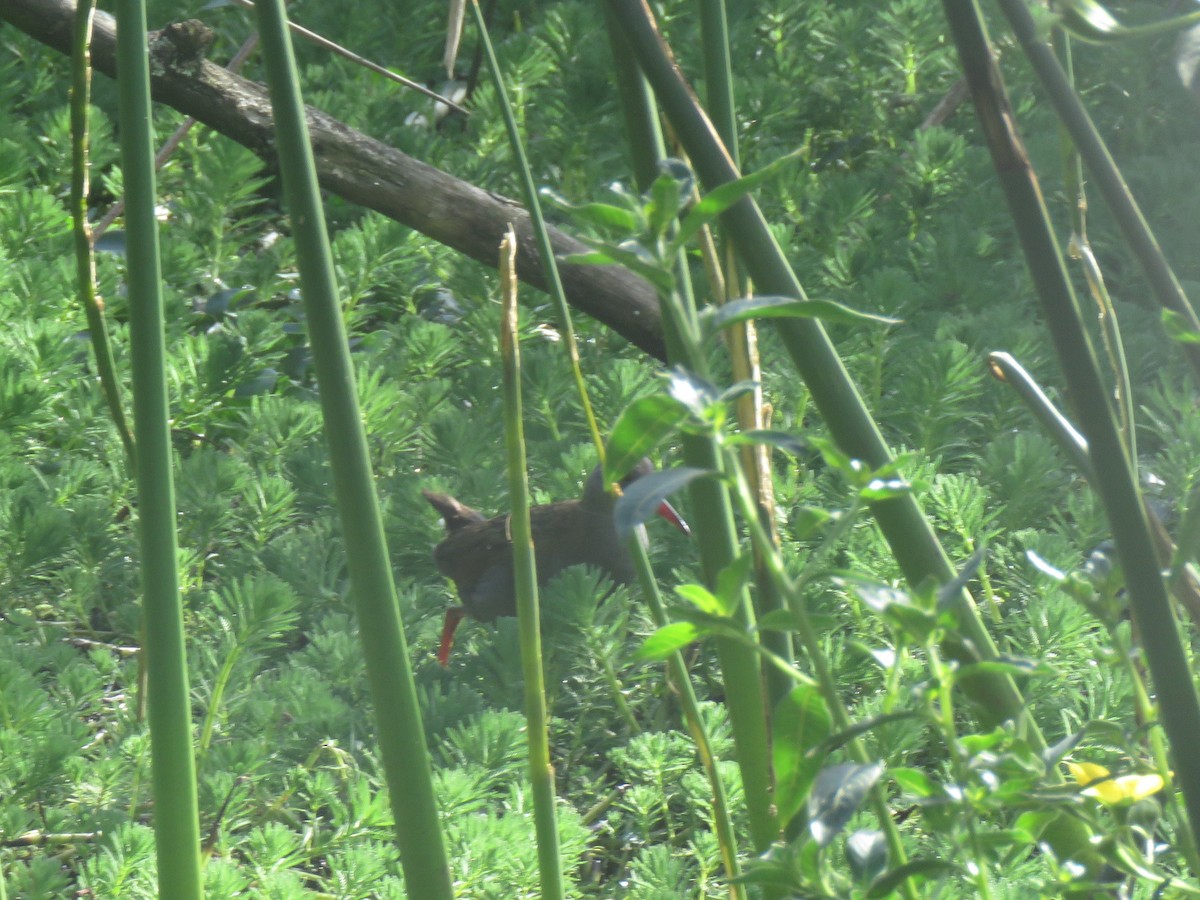 Bogota Rail - ML642939328