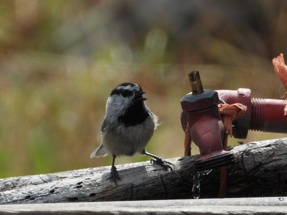 Mountain Chickadee - ML642939329