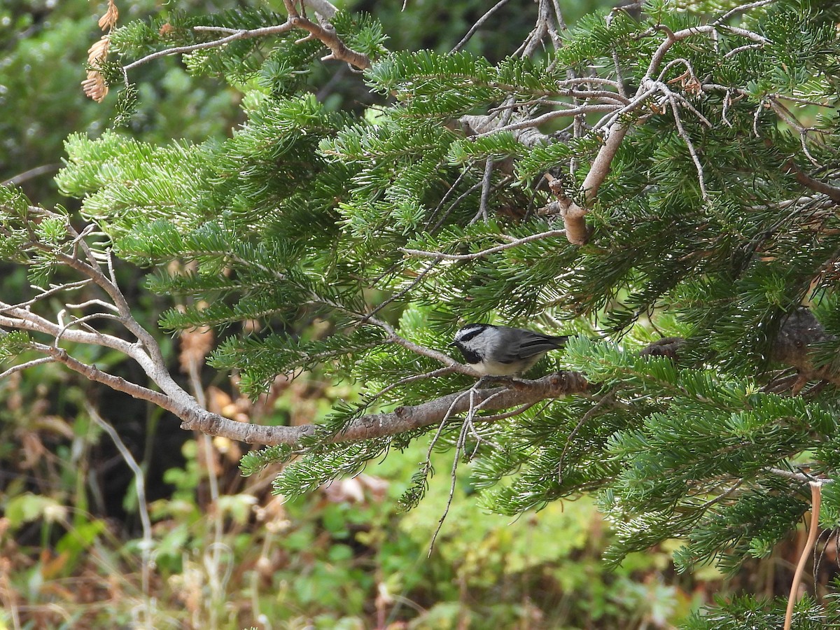Mountain Chickadee - ML642939330