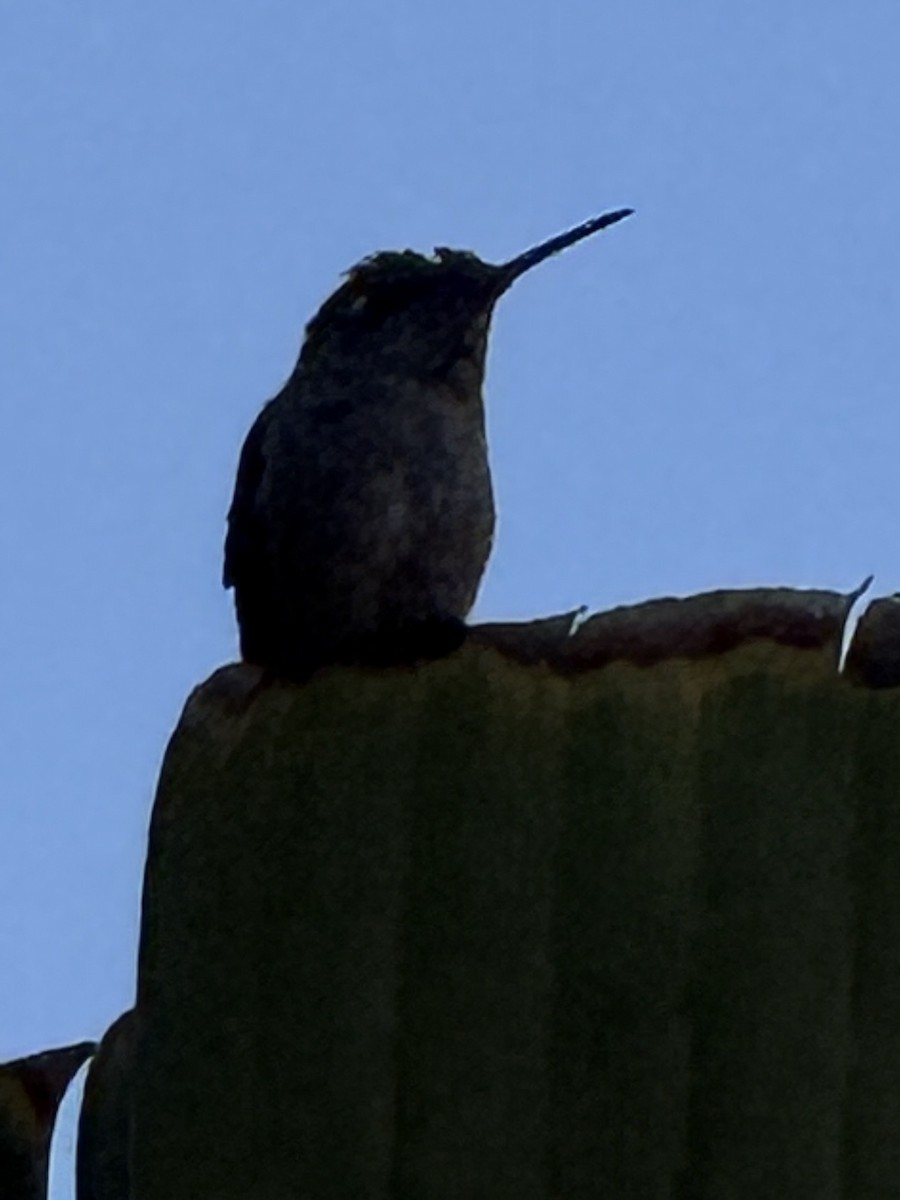 Allen's Hummingbird - ML642939335