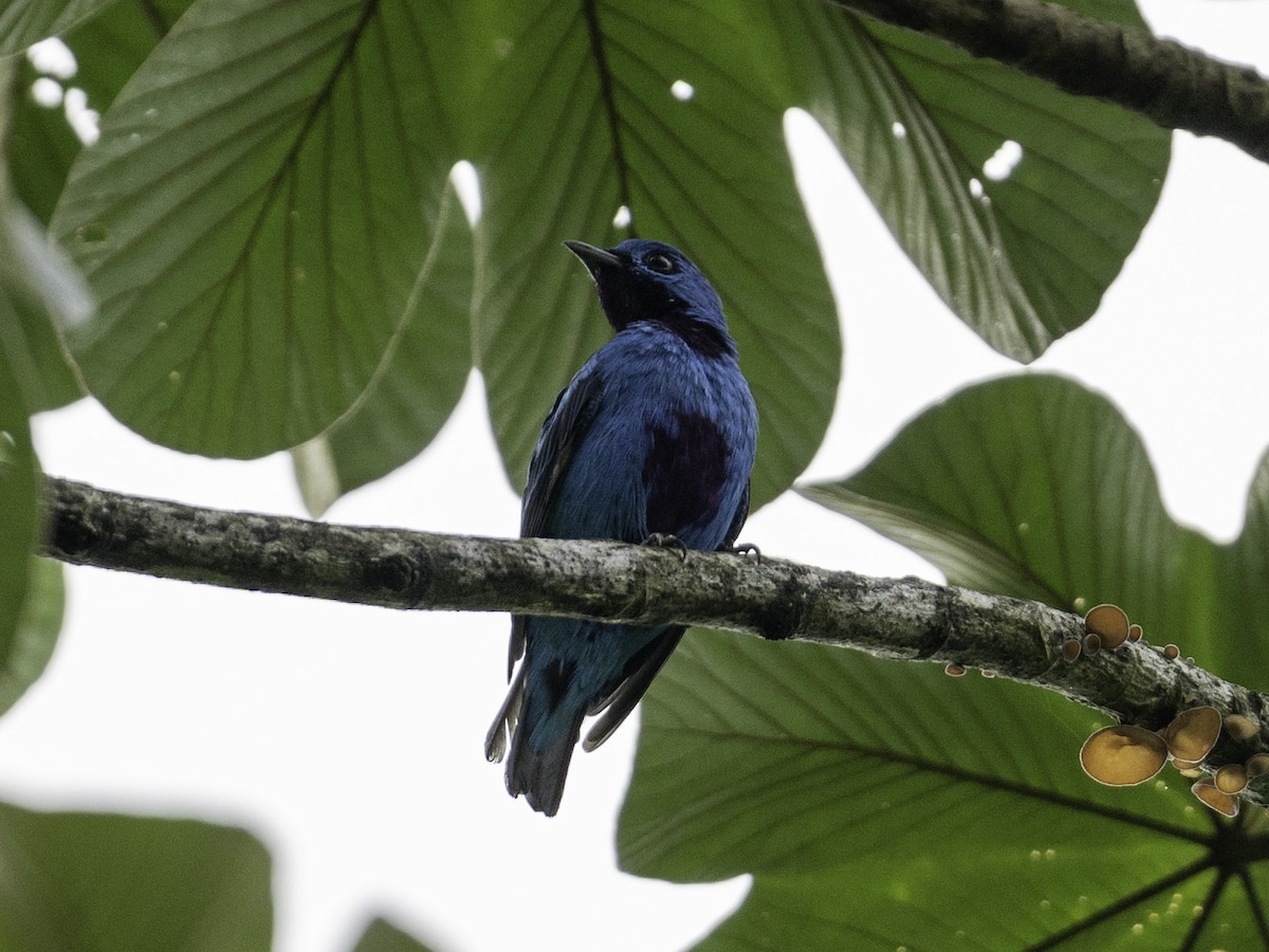Blue Cotinga - ML642939348