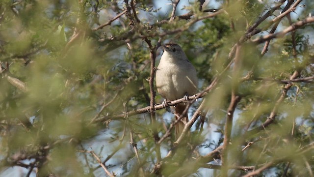 コアレチカマドドリ - ML642939349