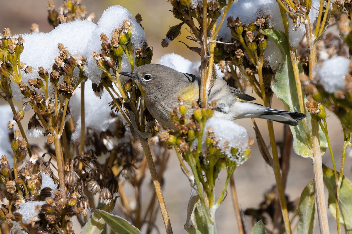 Yellow-rumped Warbler - ML642939351