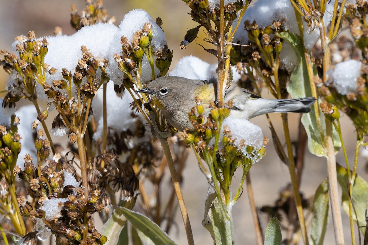 Yellow-rumped Warbler - ML642939352