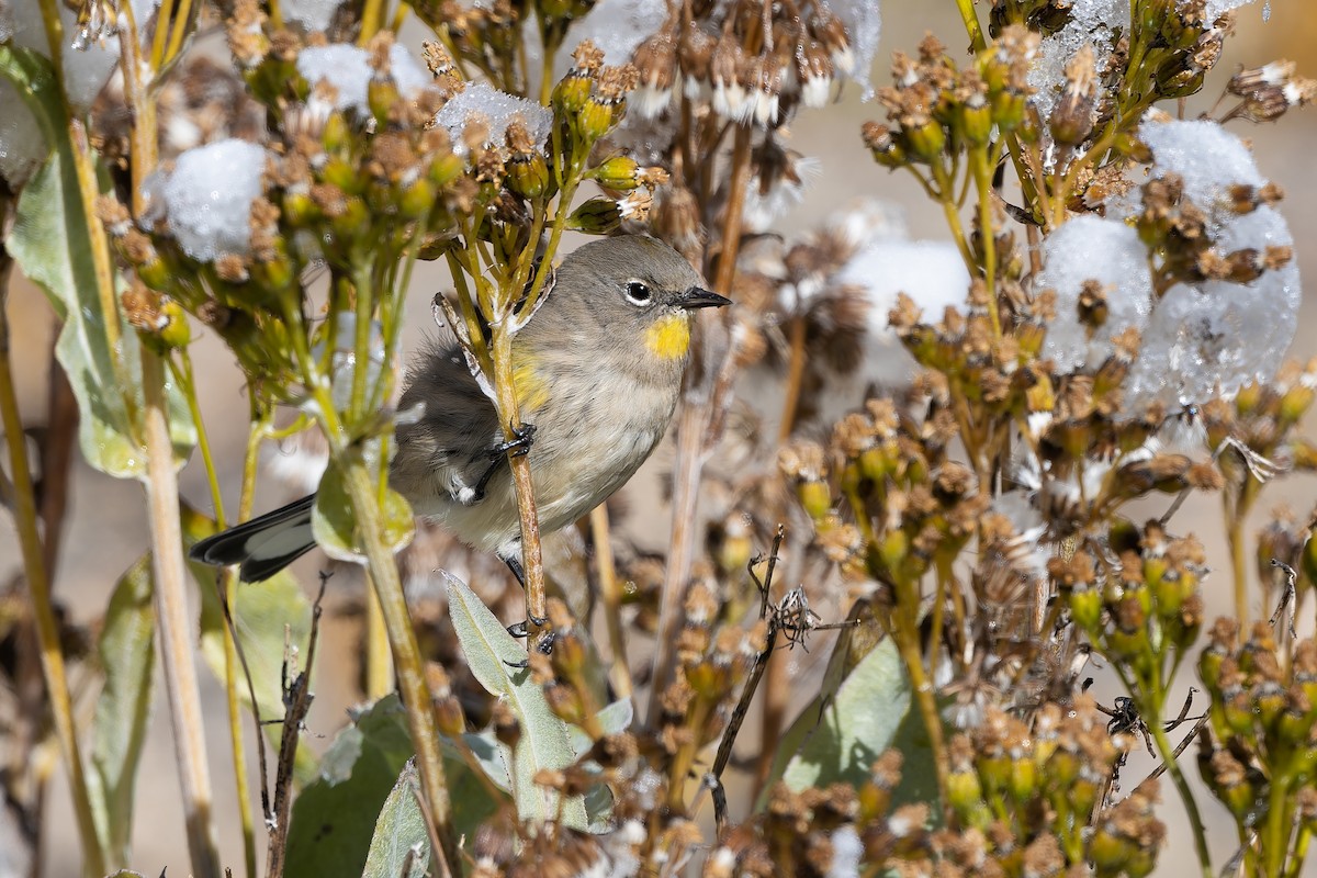 Yellow-rumped Warbler - ML642939353