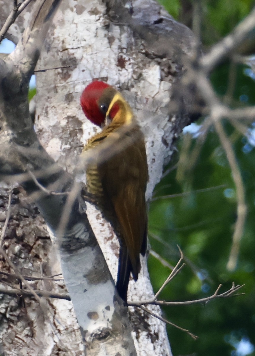 Golden-green Woodpecker - ML642939366
