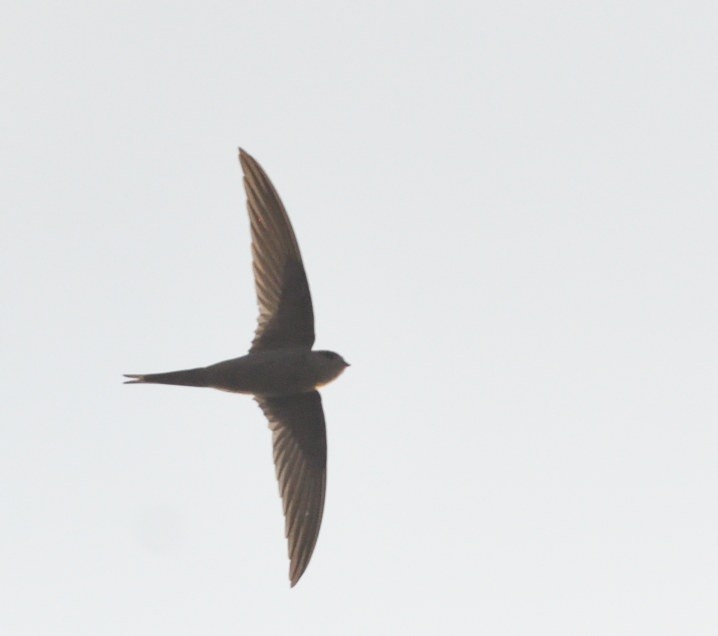 African Palm Swift - ML642939393