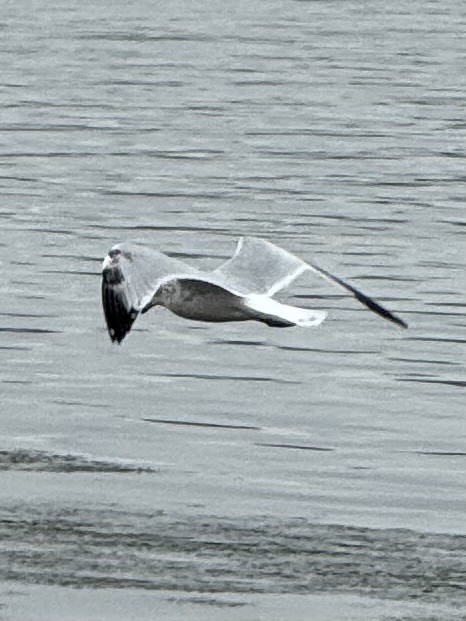 Ring-billed Gull - ML642939403