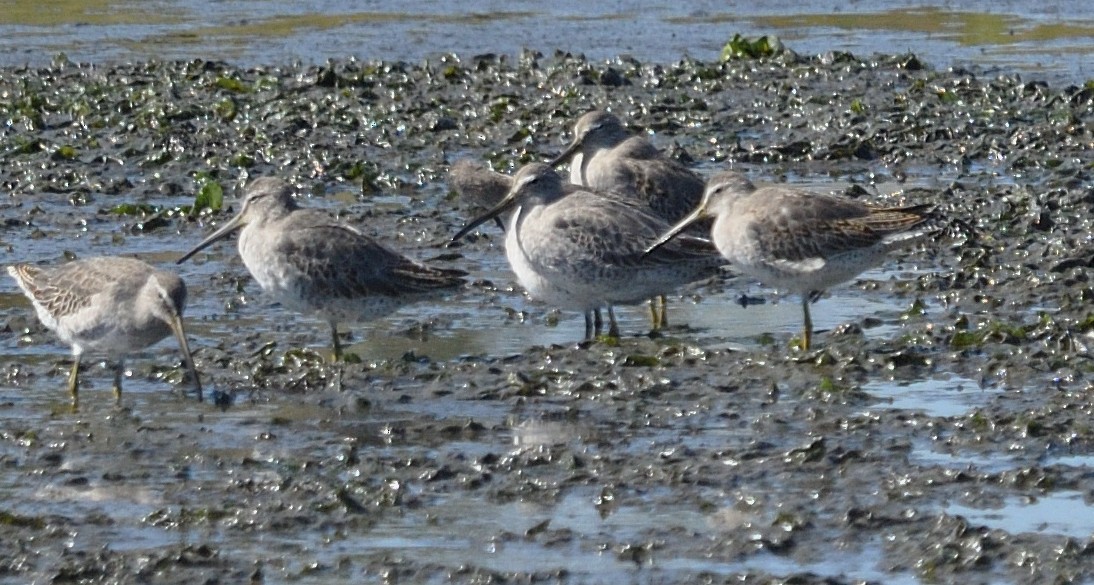 Short-billed Dowitcher - ML642939437