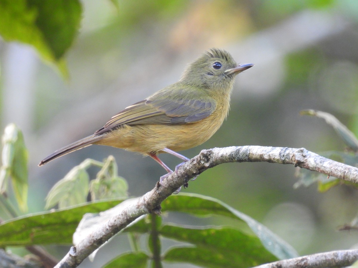 Ochre-bellied Flycatcher - ML642939439