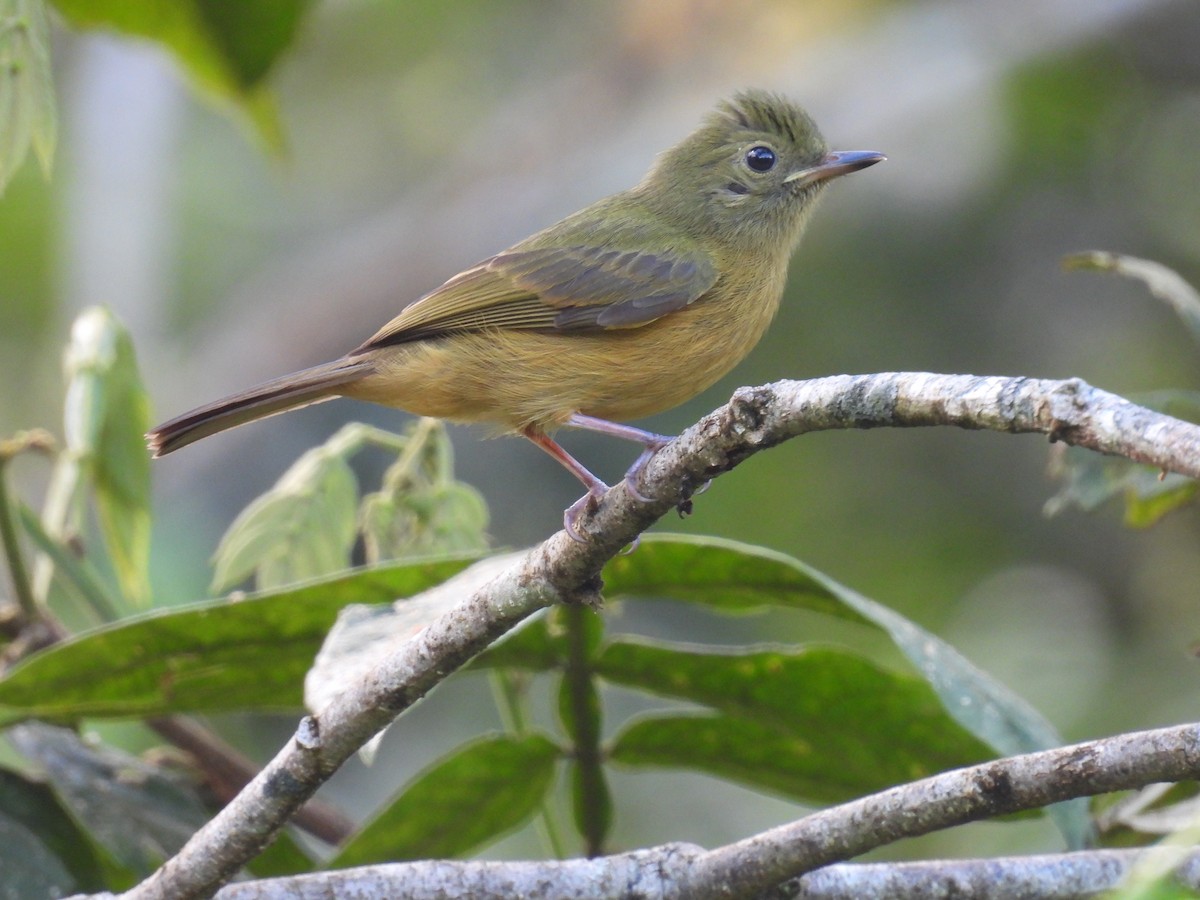 Ochre-bellied Flycatcher - ML642939440