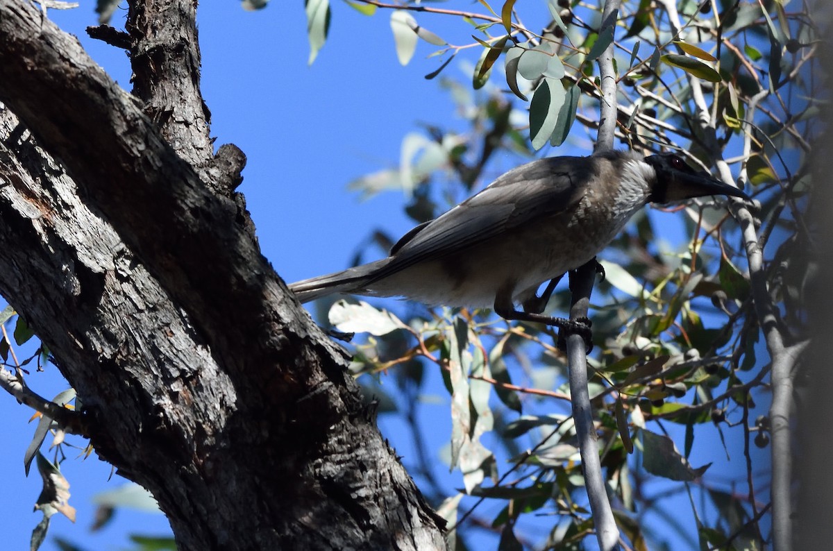 Noisy Friarbird - ML642939442
