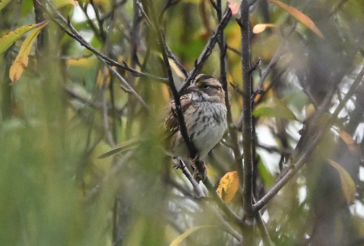 White-throated Sparrow - ML642939443