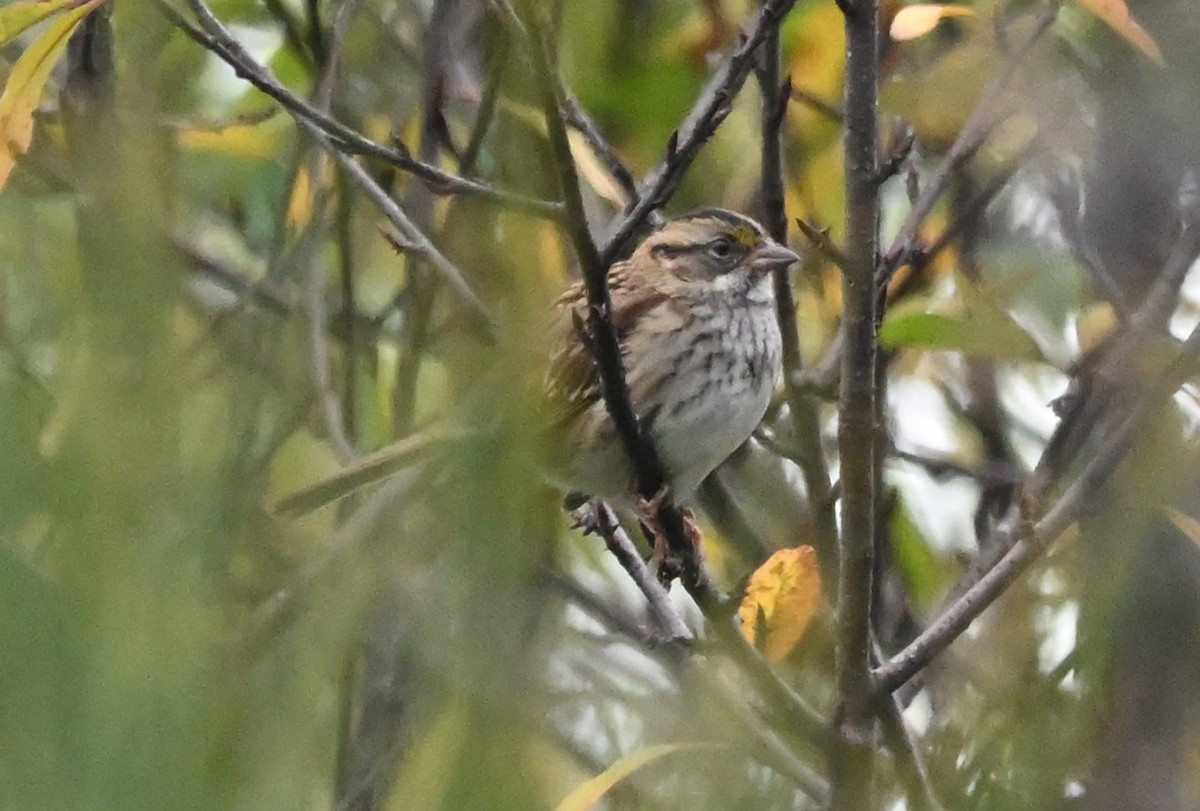 White-throated Sparrow - ML642939444