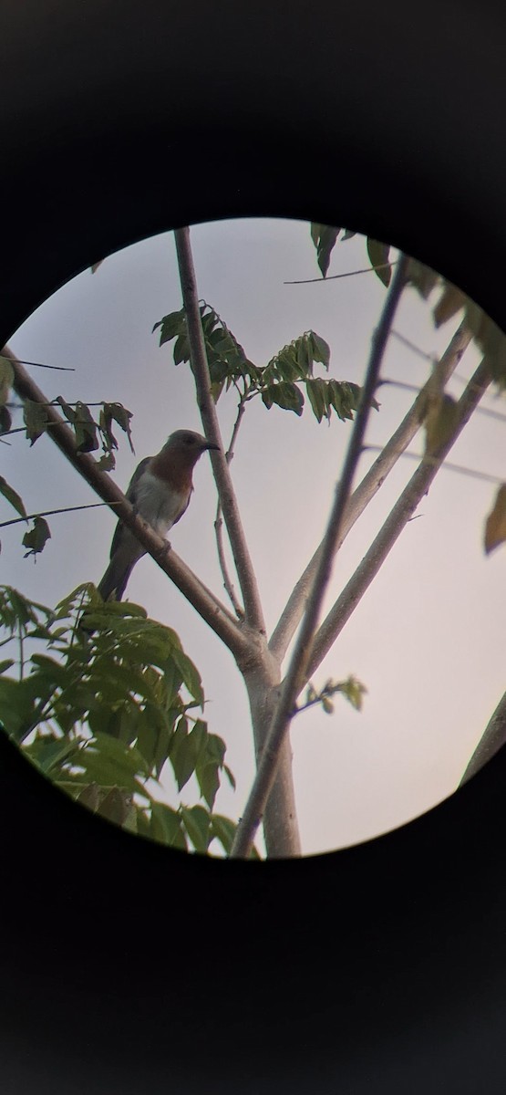 Dwarf Cuckoo - ML642939452