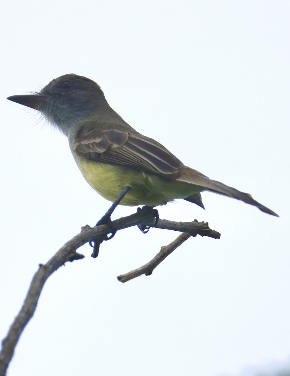 Short-crested Flycatcher - ML642939455