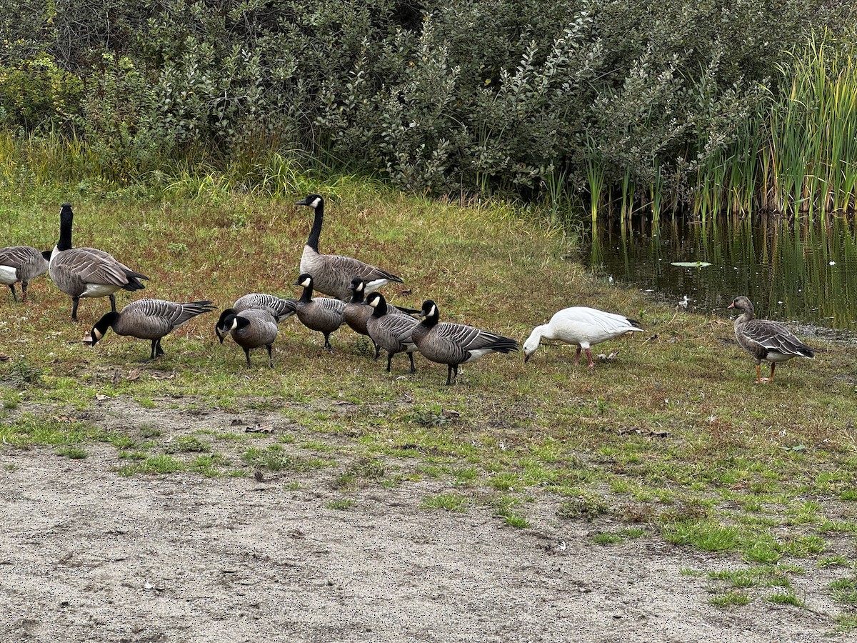Cackling Goose - ML642939459