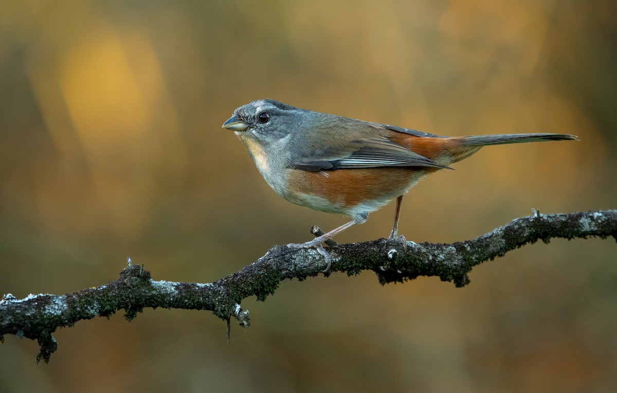 Gray-throated Warbling Finch - ML642939467