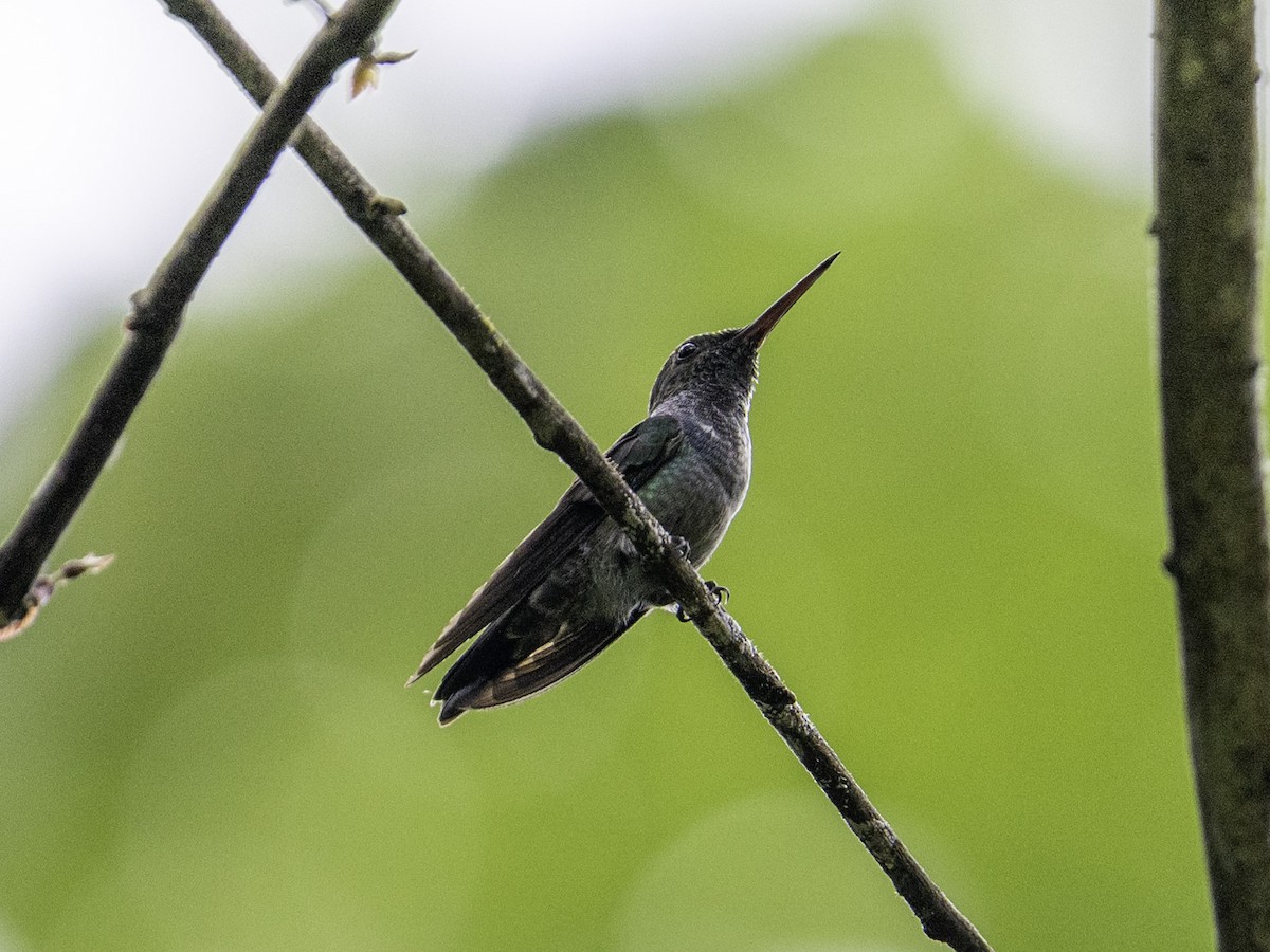 Blue-chested Hummingbird - ML642939486