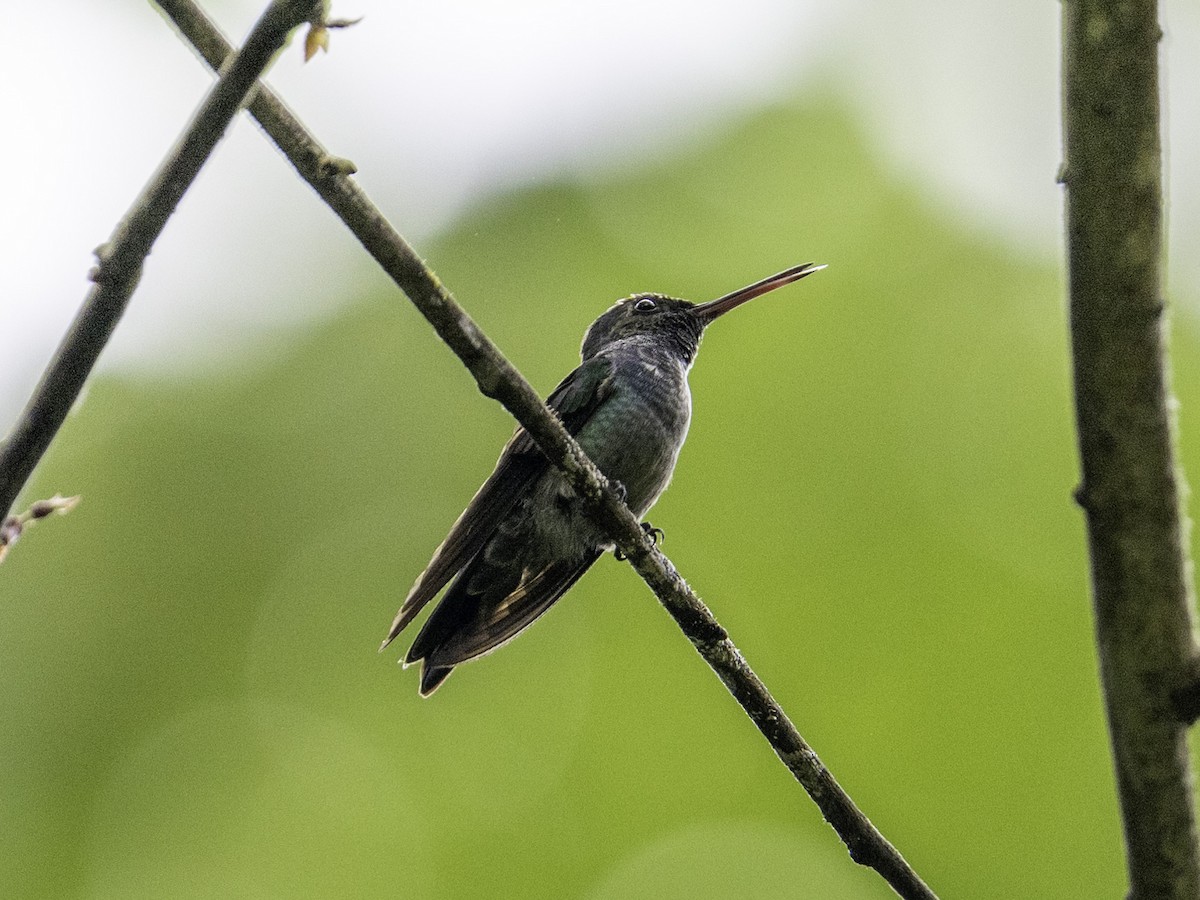 Blue-chested Hummingbird - ML642939488
