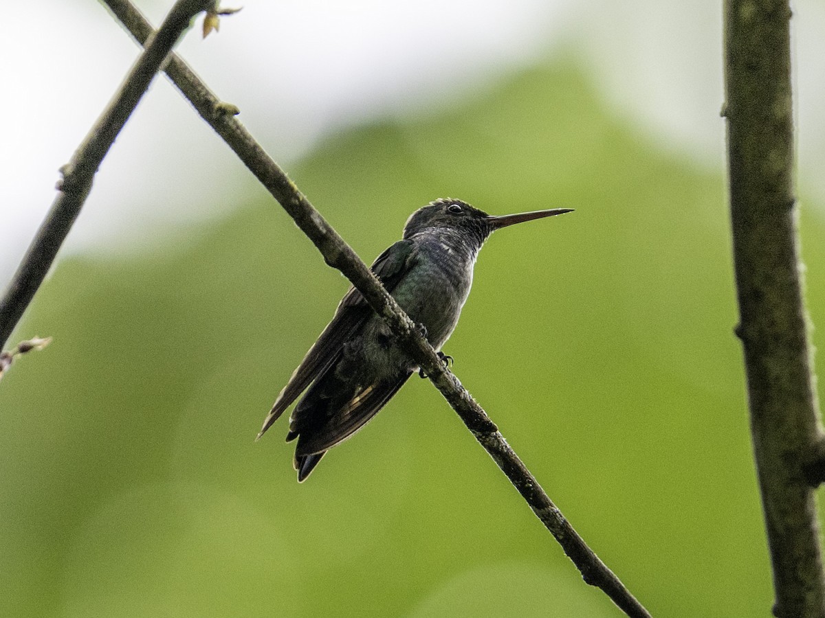 Blue-chested Hummingbird - ML642939491
