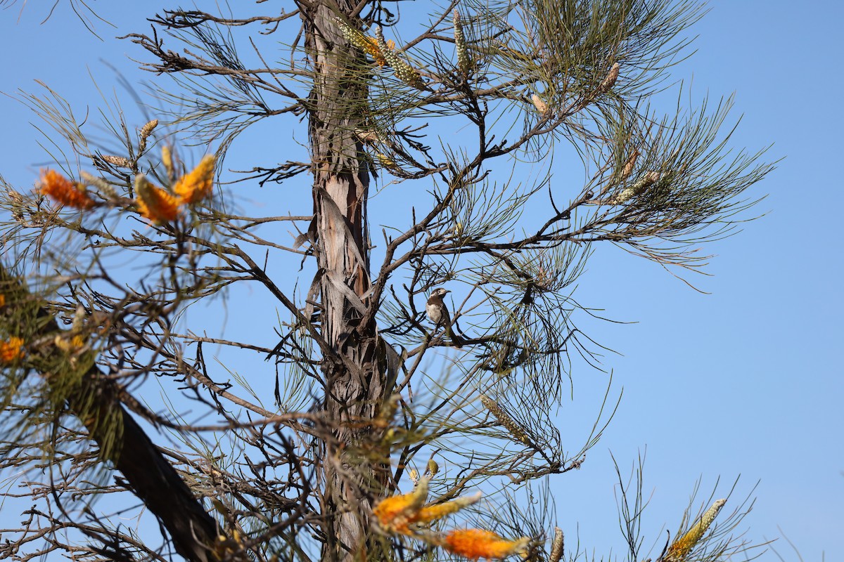 White-fronted Honeyeater - ML642939507