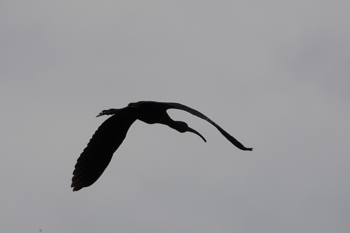White-faced Ibis - ML642939527