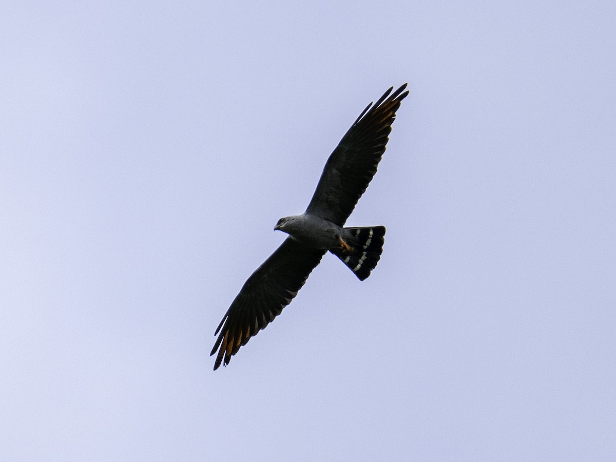 Plumbeous Kite - ML642939536
