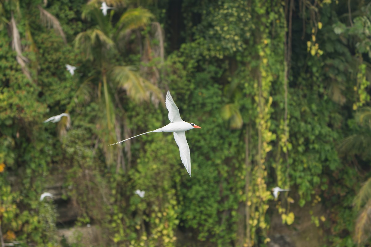 Red-billed Tropicbird - ML642939539