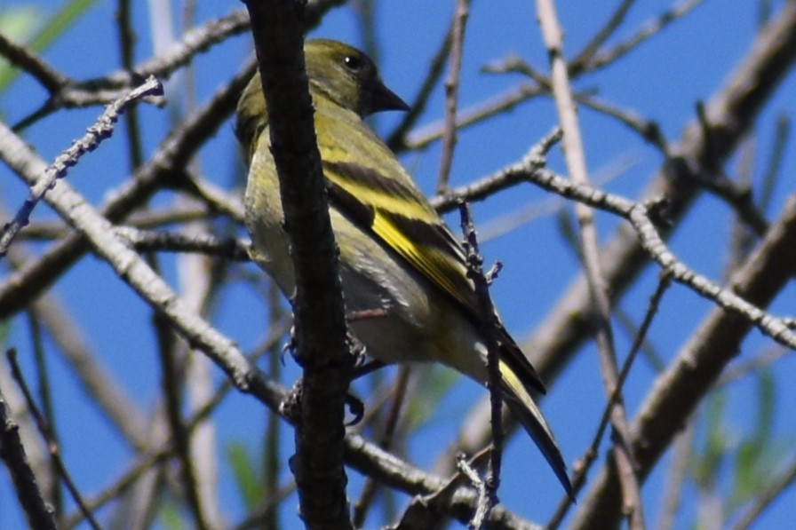 Hooded Siskin - ML642939543