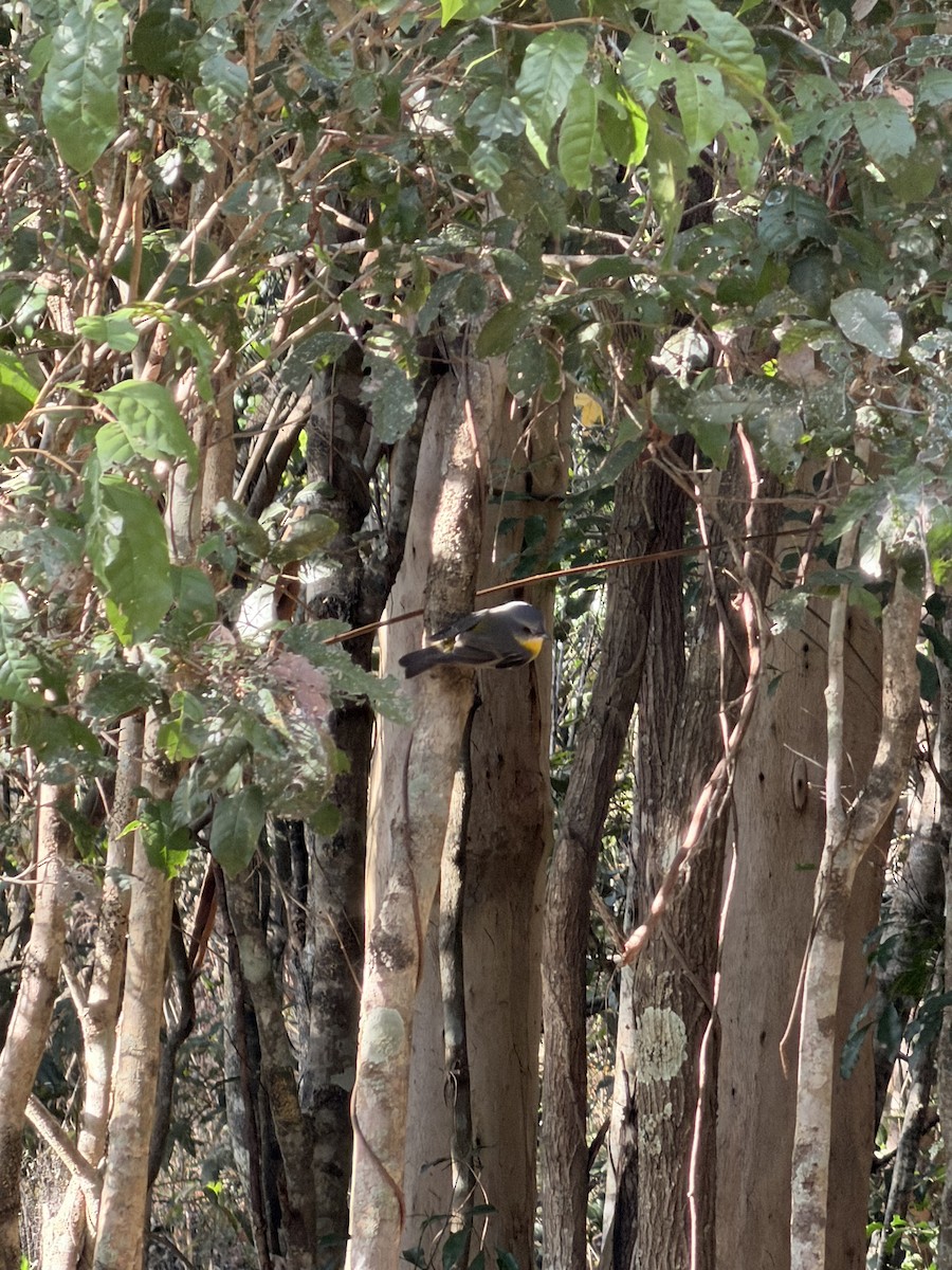 Eastern Yellow Robin - ML642939546