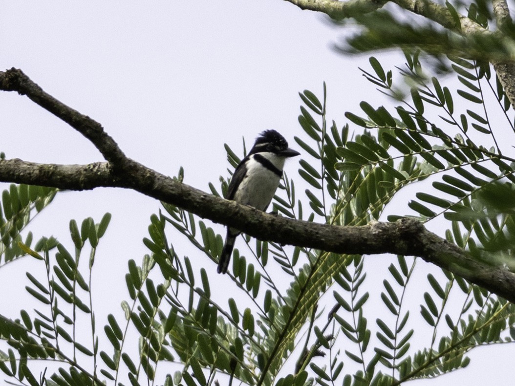 Pied Puffbird - ML642939549