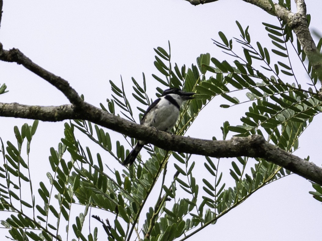 Pied Puffbird - ML642939552
