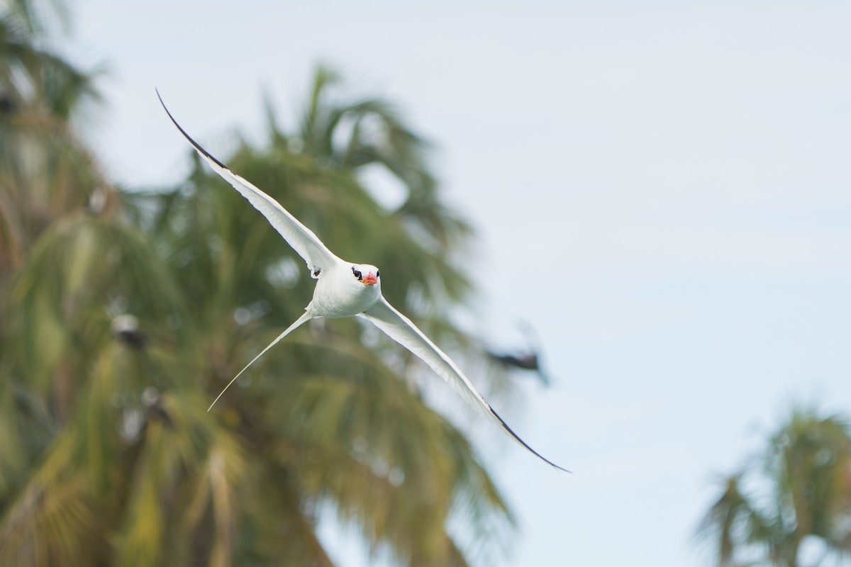 Red-billed Tropicbird - ML642939556
