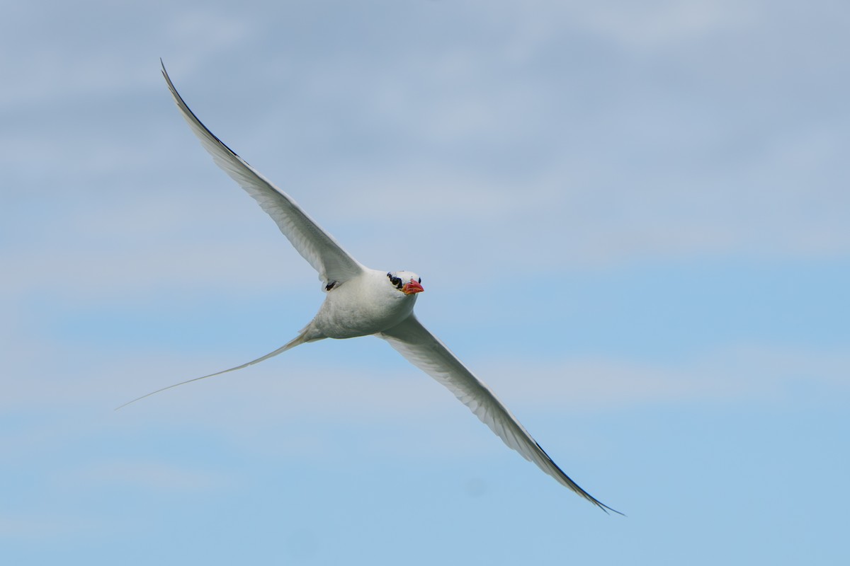 Red-billed Tropicbird - ML642939561