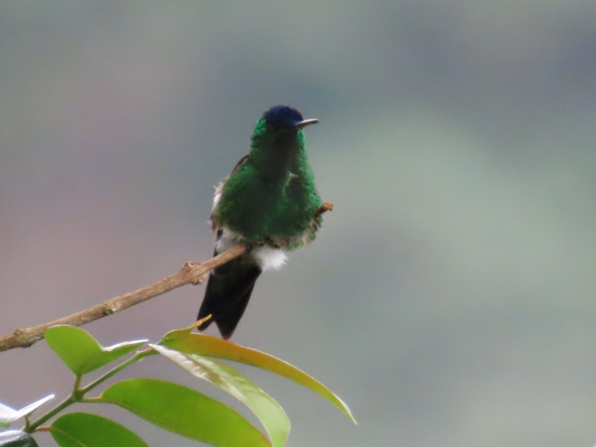 Indigo-capped Hummingbird - ML642939577