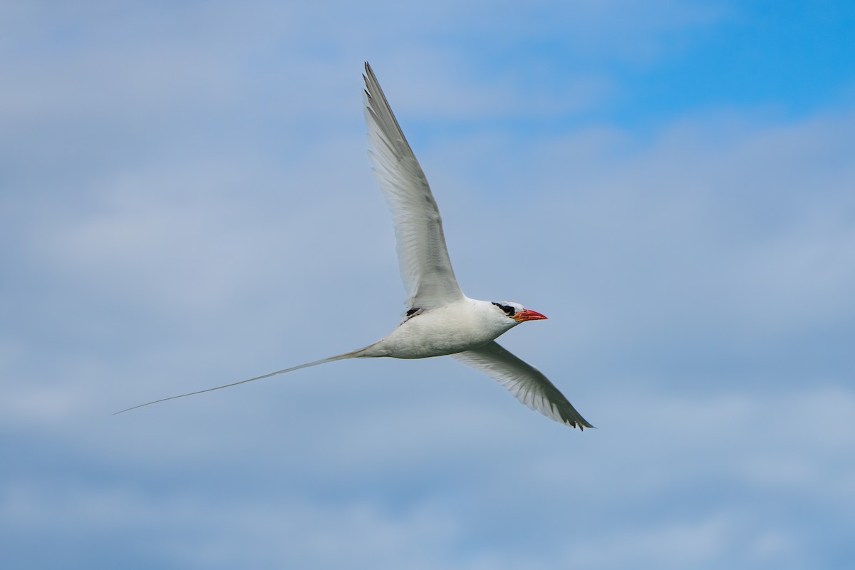Red-billed Tropicbird - ML642939579