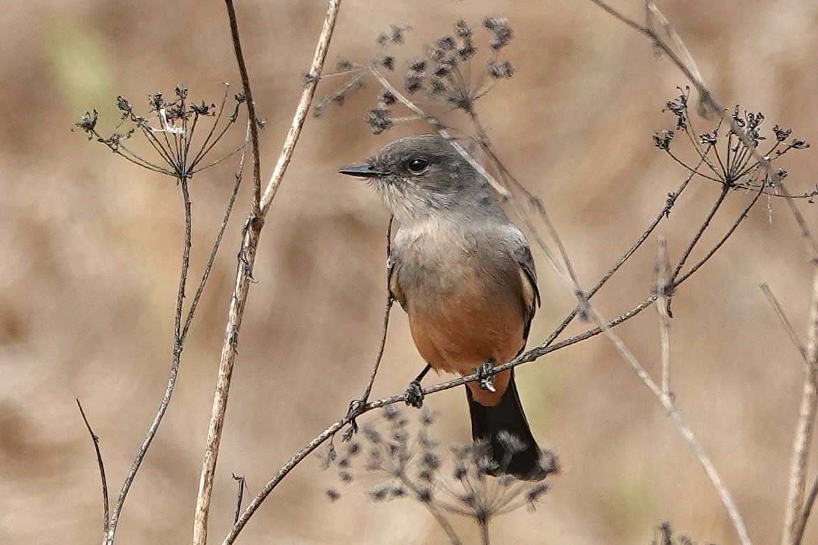 Say's Phoebe - ML642939583