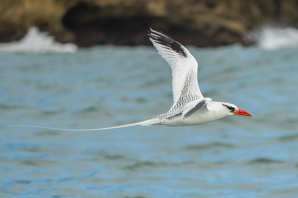 Red-billed Tropicbird - ML642939584